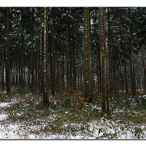 schneewald3
