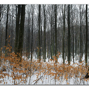schneewald4