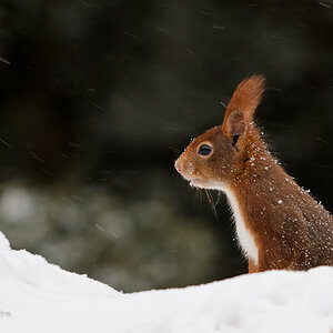 Bild LR3 .23. Februar 2013. .DSC 3682