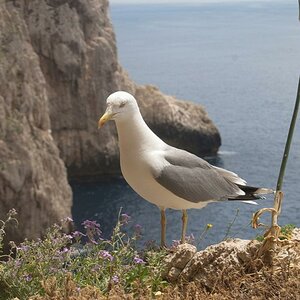 Möwe  - Sardinien