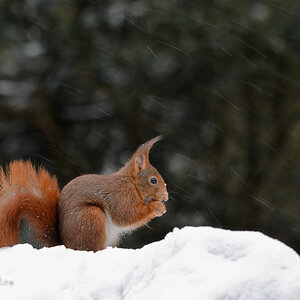 Bild LR3 .23. Februar 2013. .DSC 3803