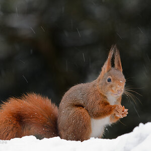 Bild LR3 .23. Februar 2013. .DSC 3814