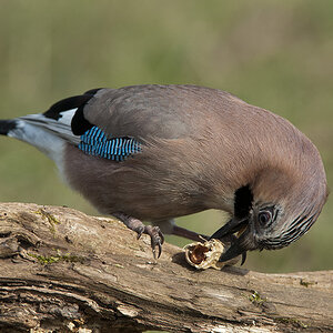 eichelhaeer 05