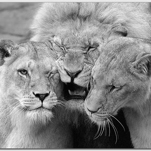 Kuschelnde Löwen