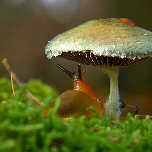 Schnecke u Pilz 2