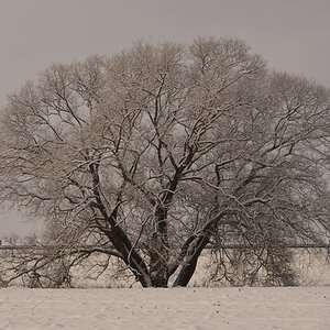 Baum im Schnee