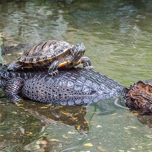 Schildkröte auf Glattstirn-Kaiman