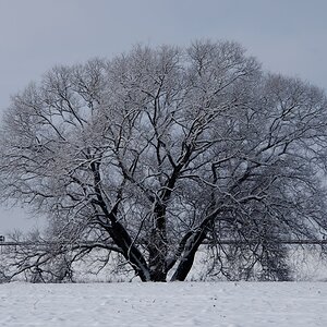 Baum im Schnee (übertarbeitet)