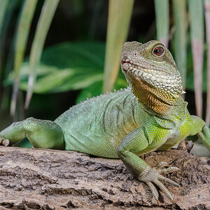 Grüne Wasseragame