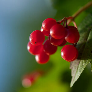 730beeren