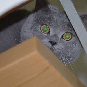 Ramses 1