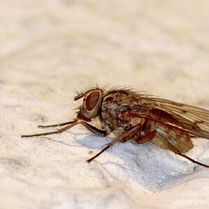Fly