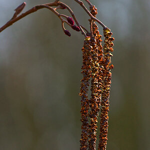388frühling