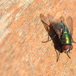 Sonnenbad