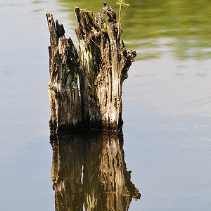 Reflexion (MHX 3725usmx)