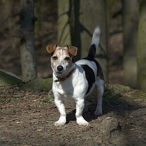 Motte im Walde