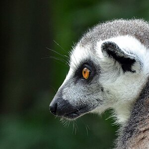Lemur