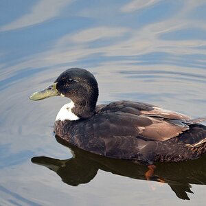 Duck