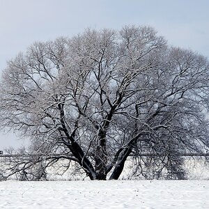 Baum im Schnee (übertarbeitet 2ü)