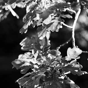 Stadtpark im Herbst 017