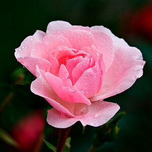 2100614 0617 Rose