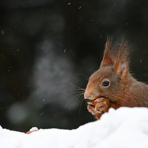 Bild LR3 .23. Februar 2013. .DSC 3772