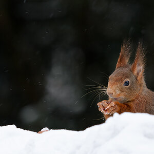 Bild LR3 .23. Februar 2013. .DSC 3749