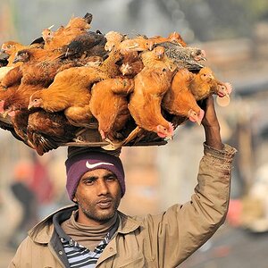 Hühnerverkäufer in Dhaka
5117