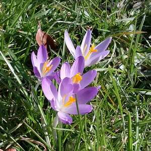 Krokus