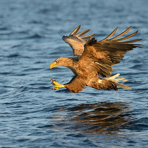 Seeadler 001