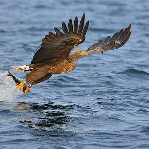 Seeadler 003