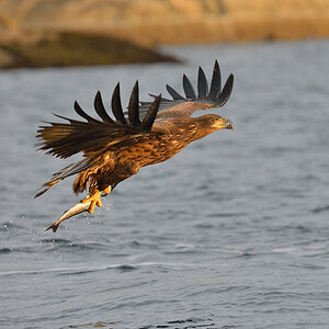 Seeadler 004