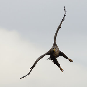Seeadler 005