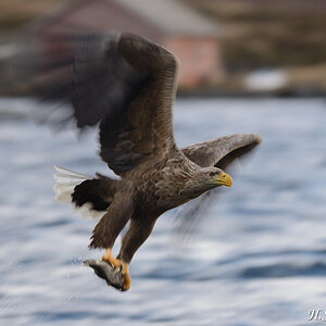 Seeadler 006