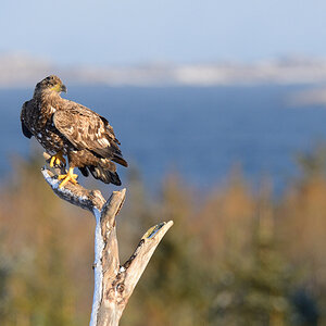 Seeadler 007