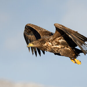 Seeadler 008