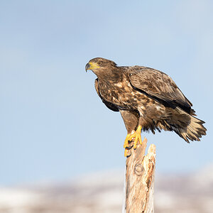 Seeadler 009