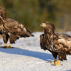Seeadler 010