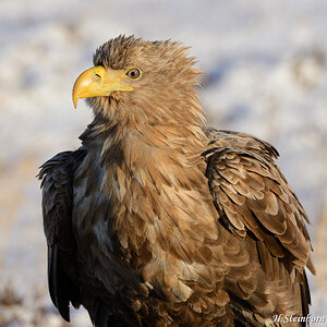 Seeadler 011