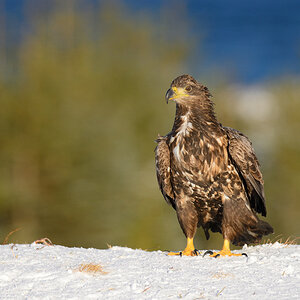 Seeadler 012