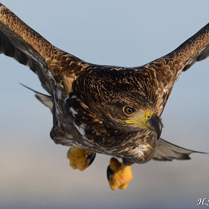 Seeadler 013