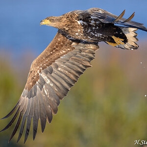 Seeadler 014