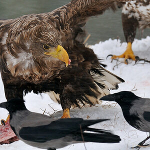 Seeadler 015