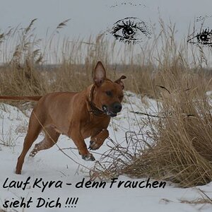 Lauf Kyra Frauchen sieht dich