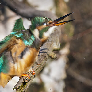 eisvogel 03