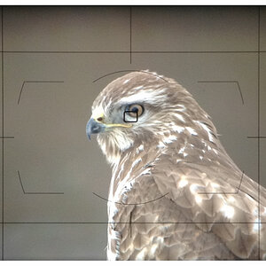 Bussard Sucher