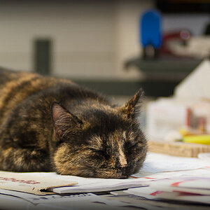 Kea die Bürokatze