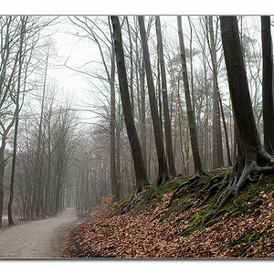 trüber wald