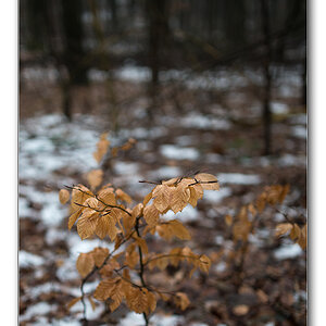 Dofwald
