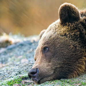 Bär